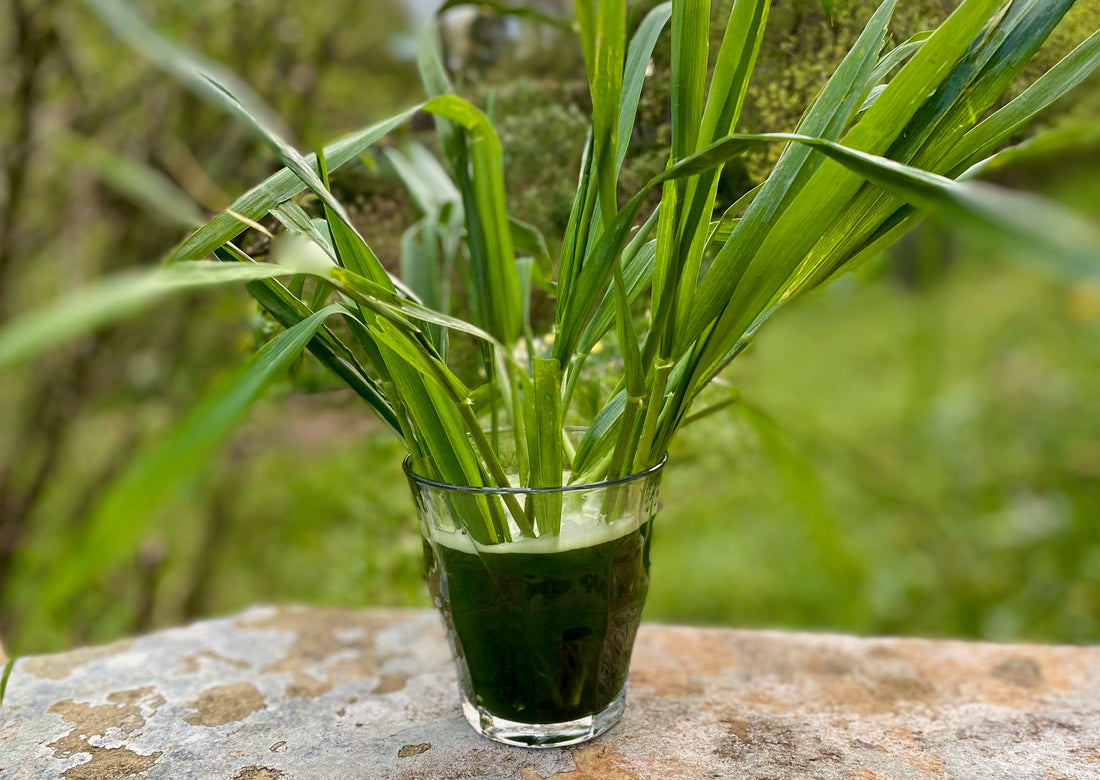 Ist Weizengrassaft schwer verdaulich?