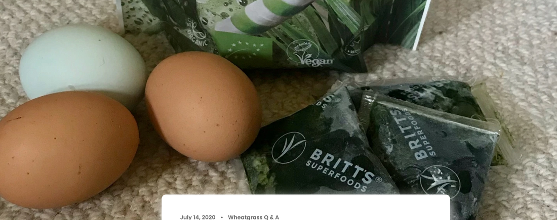 Er hvedegræs et protein?