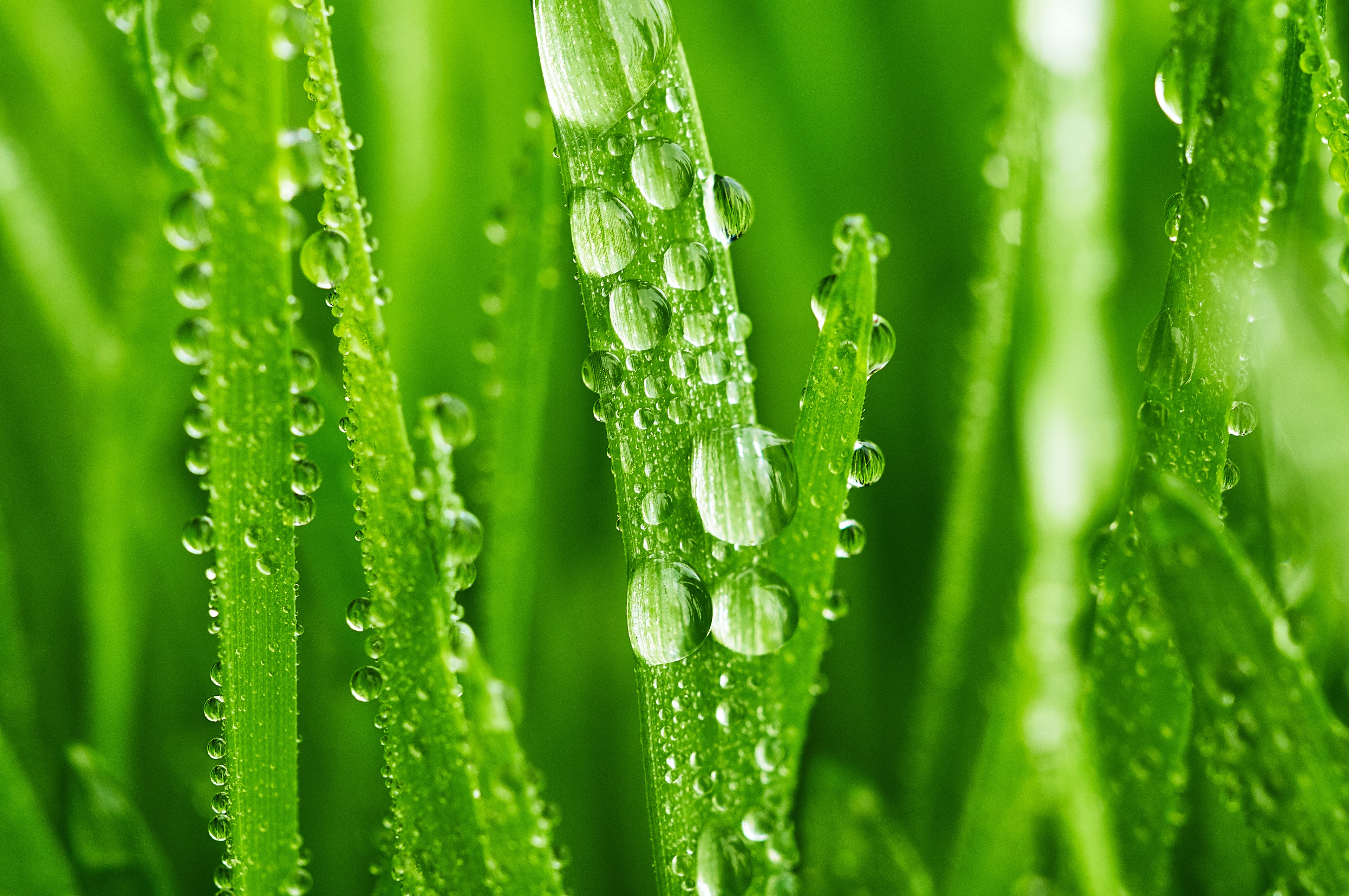 Wheatgrass Juice