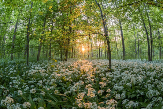 Spring Awakening - Harnessing Nature's Bounty
