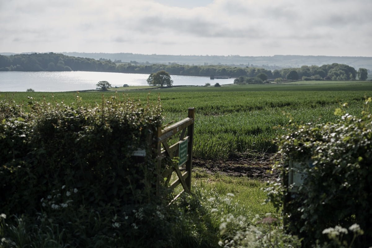 Beneficial Barley Grass