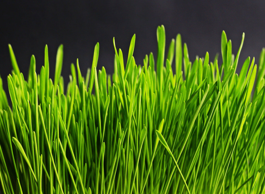 Can humans digest wheatgrass?