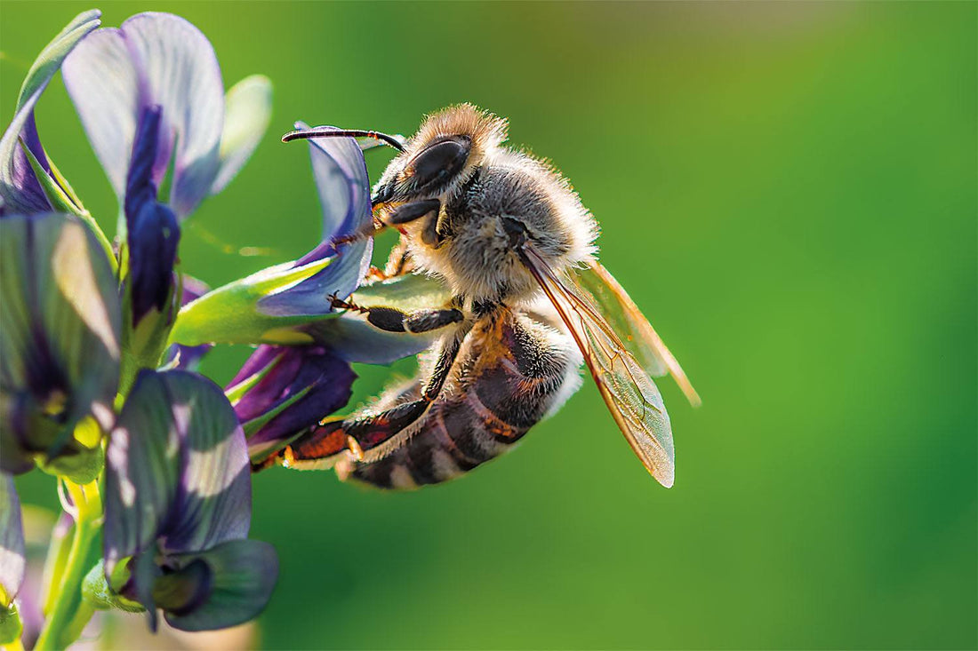 If you think you're busy consider the bees