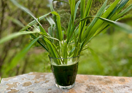 Is Wheatgrass Juice Difficult to Digest? - Britt's Superfoods