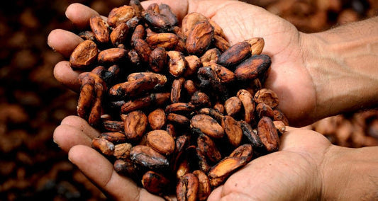 The health benefits of Cacao - Britt's Superfoods