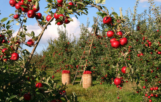 The importance of soil quality for juices - Britt's Superfoods