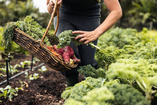 The wonderful health benefits of kale - Britt's Superfoods