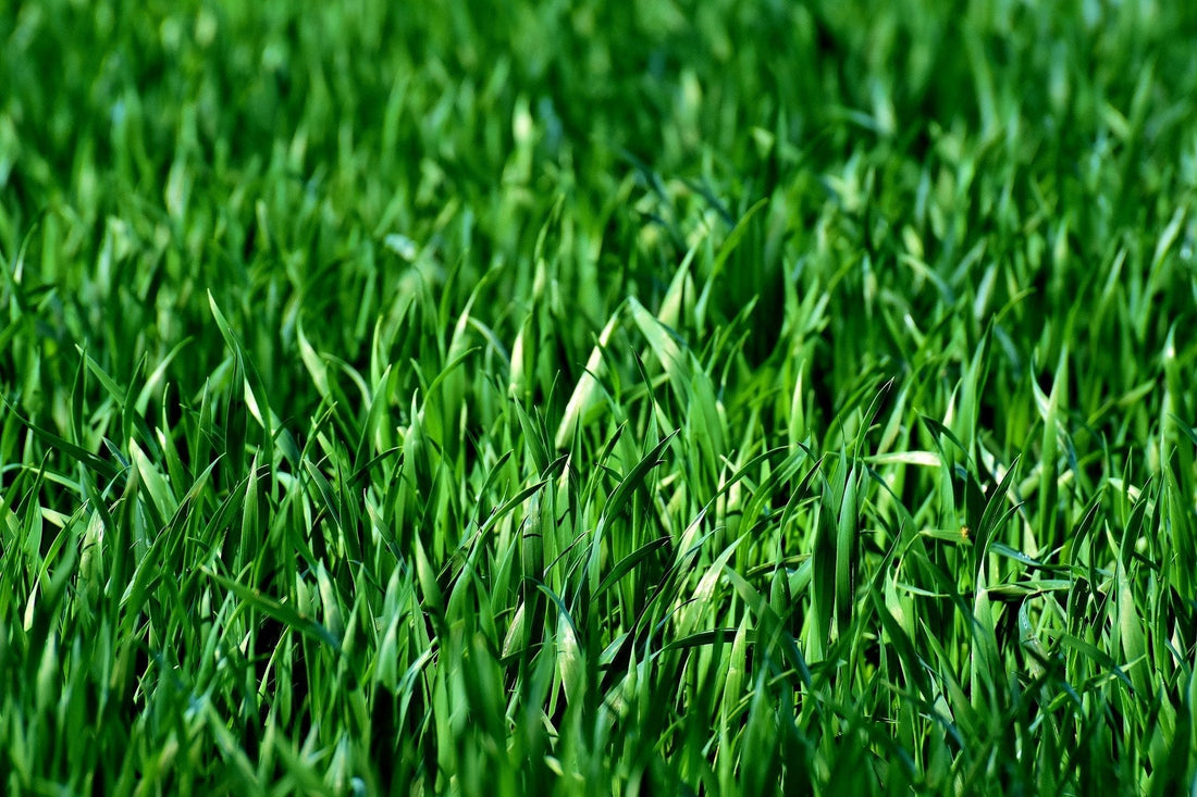 What are the evidence based benefits of wheatgrass? - Britt's Superfoods