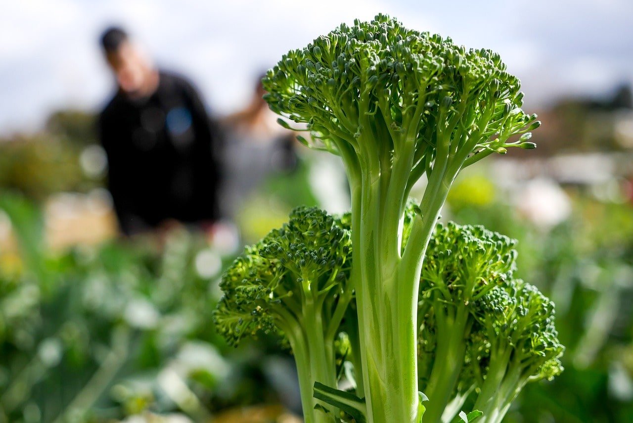 What are the health benefits of Broccoli stalks?