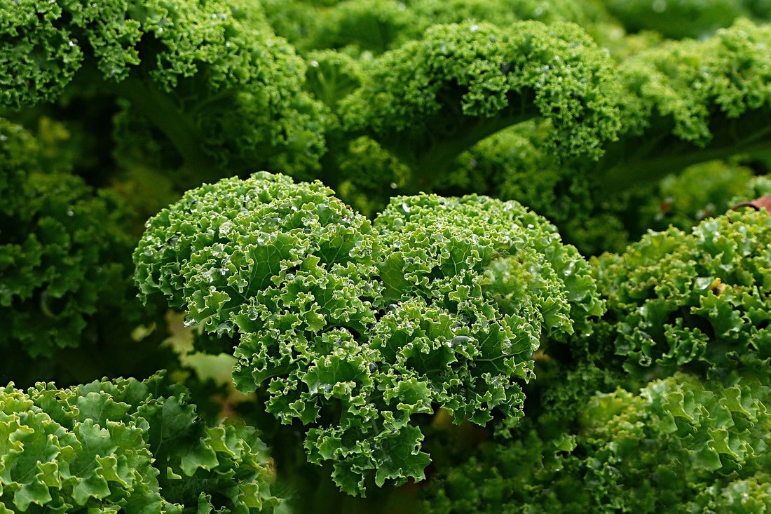 What are the main benefits of Kale?