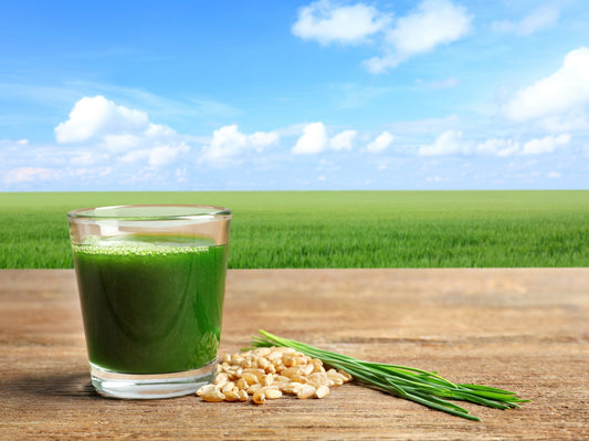 Which is best Wheatgrass juice or Wheatgrass powder? - Britt's Superfoods