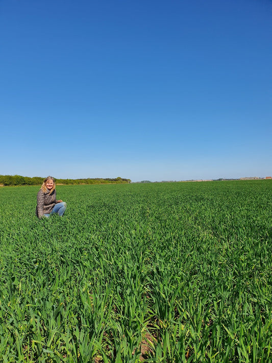 Wonderful Wheatgrass Juice - Britt's Superfoods