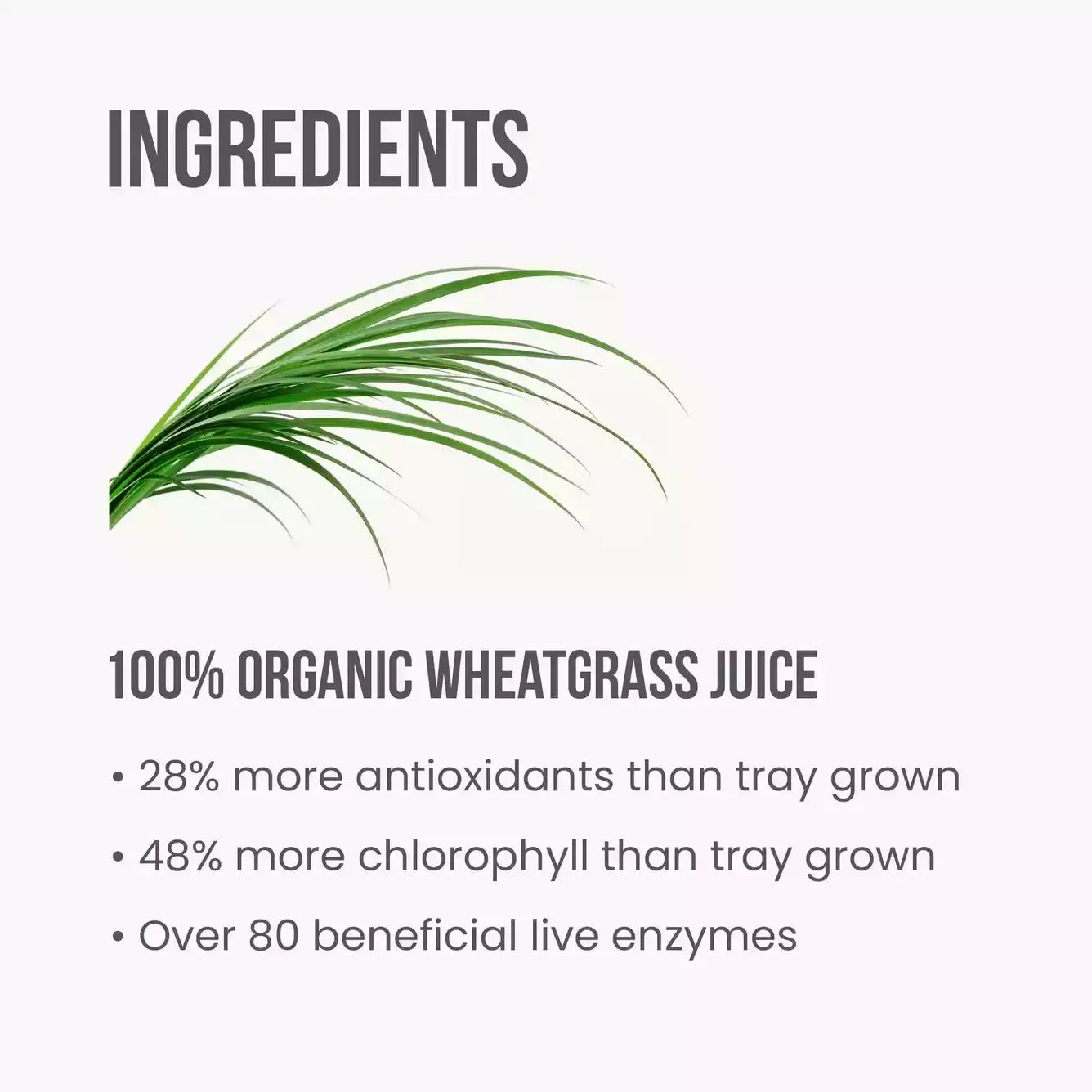 Wheatgrass Juice Google Britt's Superfoods 